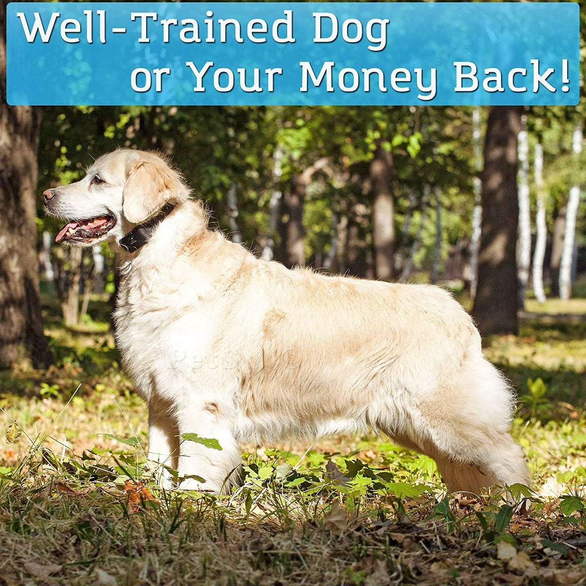 Waterproof Remote Dog Training Collar with Vibration, Electric Shock, Beep R319