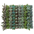 Collection of 256 Succulent P28985