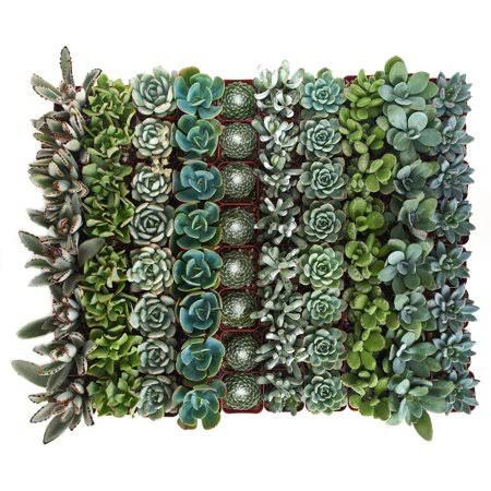 Collection of 256 Succulent P28985