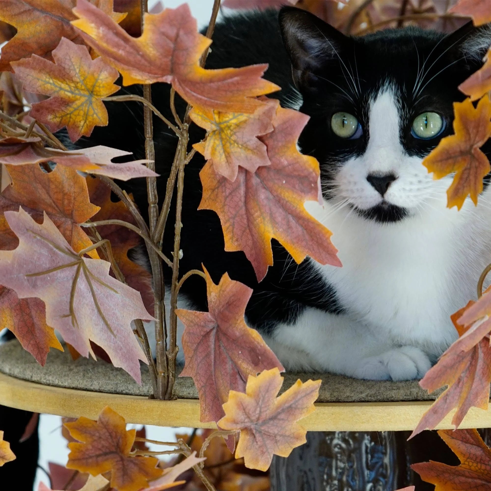 Plum Autumn 60-in Square Cat Tree A875766