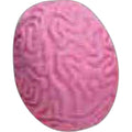 Brain Pencil Top Eraser T453